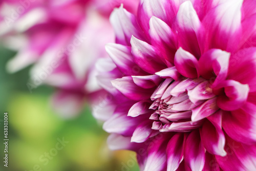 Selective focus on dahlia flower with copy space