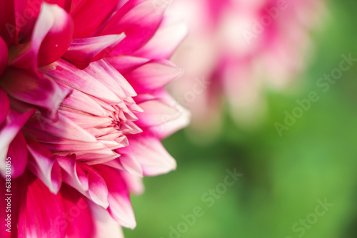 Closeup of beautiful dahlia flower in garden  copy space