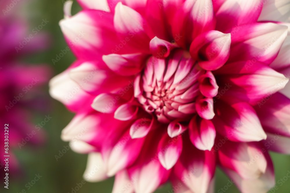 Dahlia flower closeup in garden Dahlia flower closeup in garden