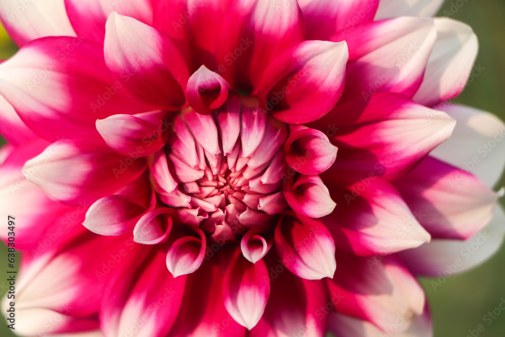 Magenta Dahlia Hybride. Garden plants of brightly colored for parks, balconies, terraces Magenta Dahlia Hybride. Garden plants of brightly colored for parks, balconies, terraces
