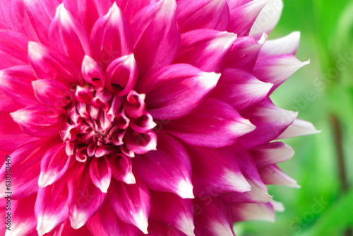 Colorful Dahlia flower blooming in garden