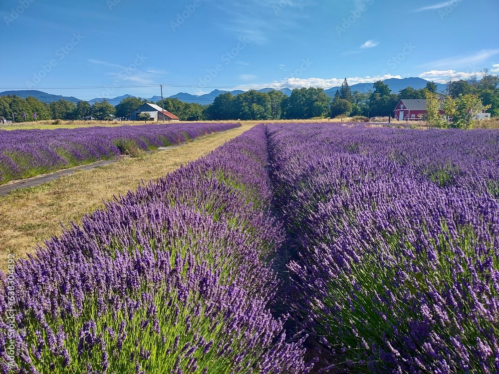 Naklejka premium sequim lavender field washington