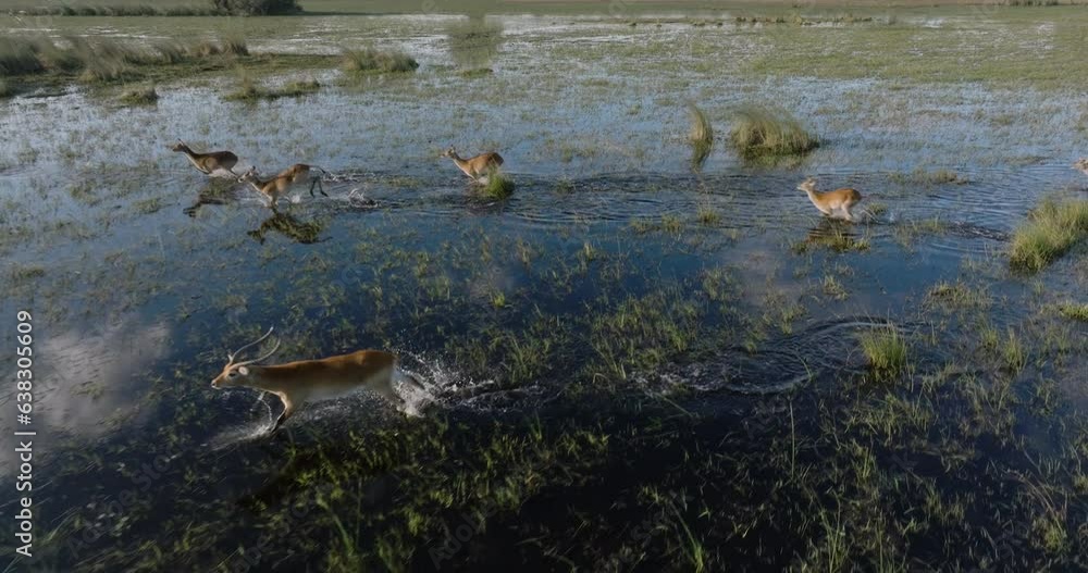 Aerial. Red Lechwe running in the wetland of the Okavango Delta Aerial. Red Lechwe running in the wetland of the Okavango Delta