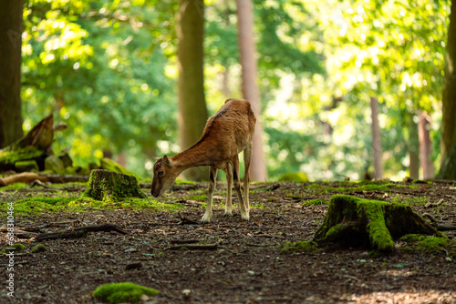 Rotwild bei der Futtersuche