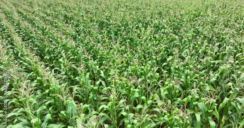 aerial view from drone of growing maize field in rural agricultural industrail area, 4k video