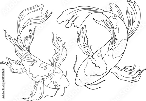 Japanese carp fish. Linear illustration, top view. Freehand drawing detailing the tail and fins. Vector image for quality printing. Two Japanese carps swim in the water. From the ZODIAC collection