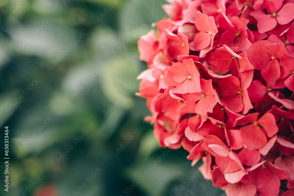 blooming hydrangea bush, garden flowers, background blooming hydrangea bush, garden flowers, background