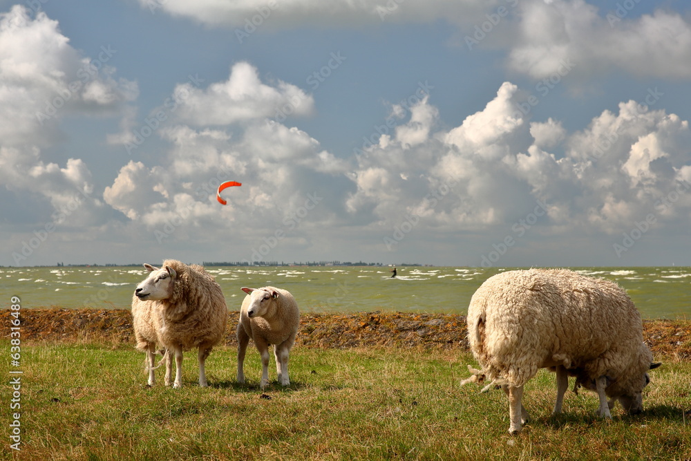 Fototapeta premium Lambs grazing alongside dike in Hindeloopen, Friesland, Netherlands, with Ijsselmer lake and kite surfers in the background
