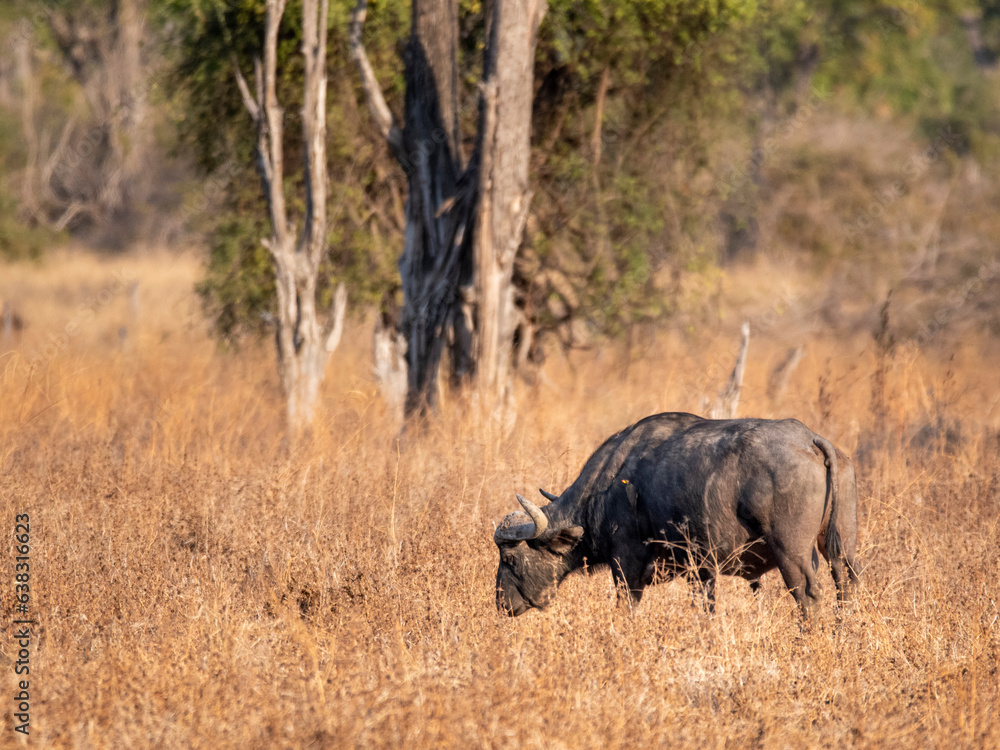Fototapeta premium Buffalo 1