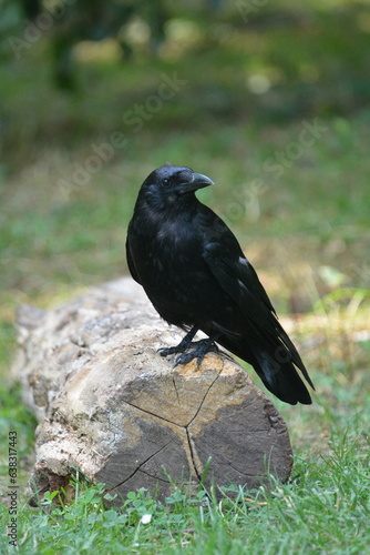 curious crow on a cut down tree trunk