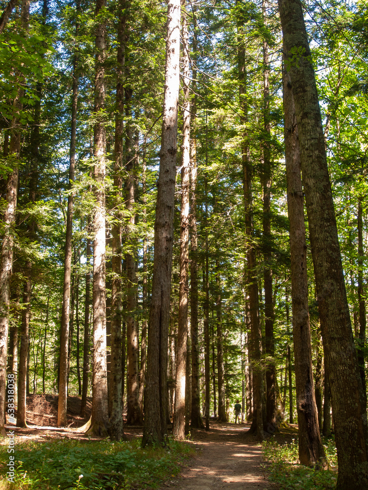 Italia, Toscana, provincia di Arezzo, il bosco di Camaldoli con i suoi alberi secolari. Italia, Toscana, provincia di Arezzo, il bosco di Camaldoli con i suoi alberi secolari.