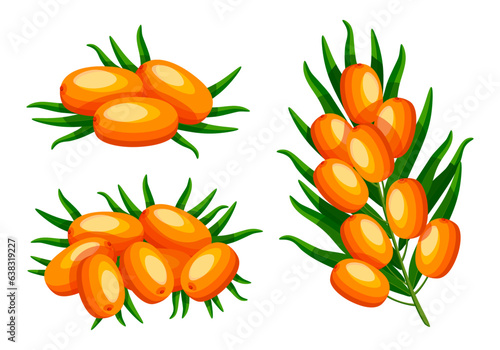 Set of orange sea buckthorn in cartoon style. Vector illustration of tasty bunch, sea buckthorn twigs with green leaves isolated on white background.