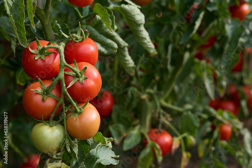 Juicy red tomatoes on bush in vegetable garden