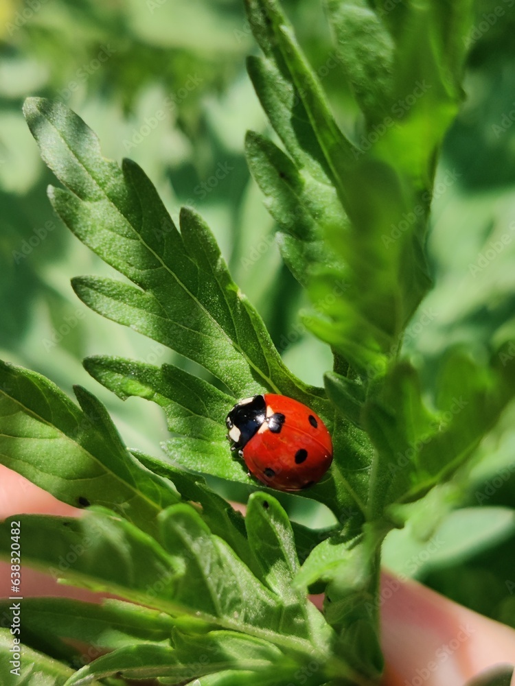 ladybird on a flower ladybird on a flower
