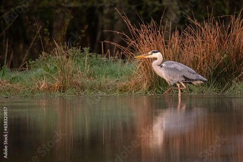 Photography Watchful heon in water at riverbank