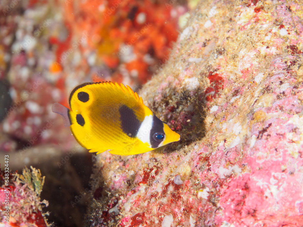 可愛いチョウハン(チョウチョウウオ科)の幼魚。
日本国静岡県伊豆半島賀茂郡南伊豆町中木から渡し船で渡るヒリゾ浜にて。
2023年8月20日水中撮影。
可愛いチョウハン(チョウチョウウオ科)の幼魚。
日本国静岡県伊豆半島賀茂郡南伊豆町中木から渡し船で渡るヒリゾ浜にて。
2023年8月20日水中撮影。