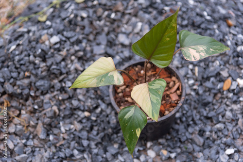 Homalomena cf. aromatica varigated in the pot  photo