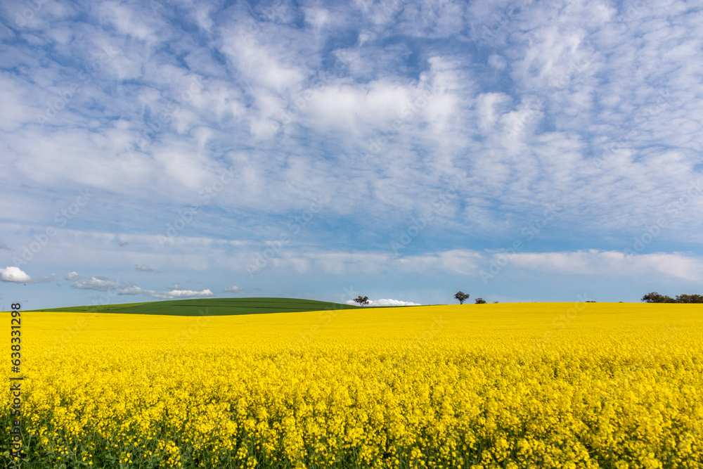 Canola field in bloom