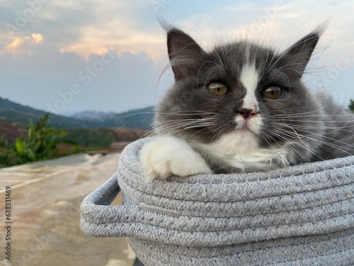cat in the basket