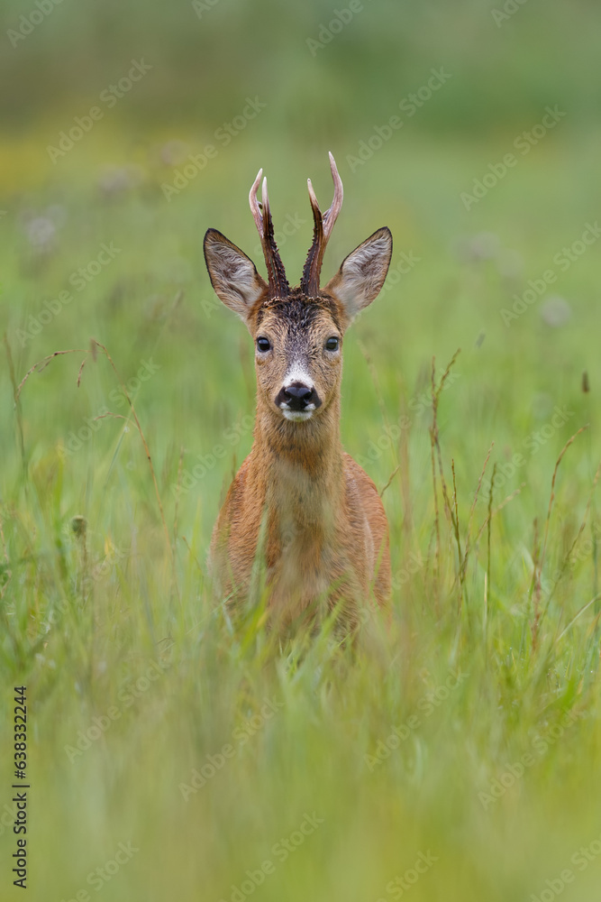 Portrait of roe deer buck. Roe  buck during mating season in natural meadow. Wildlife. Capreolus capreolus, Slovakia