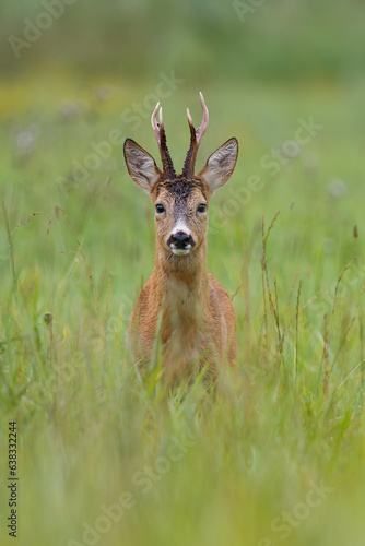 Portrait of roe deer buck. Roe buck during mating season in natural meadow. Wildlife. Capreolus capreolus, Slovakia