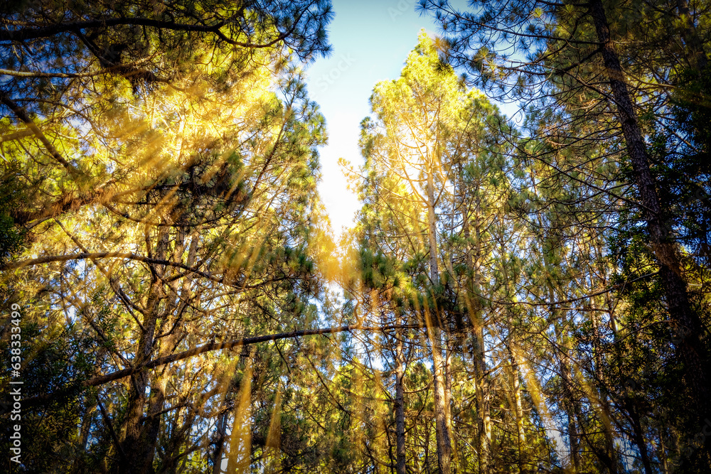 Obraz premium Canarian Forest. Magical forest. Canary pine canopies illuminated by the golden rays of the sun at sunset. Las Lagunetas Forest Tenerife, Canary Islands, Spain