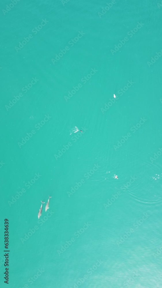 Vertical aerial view of the dolphins slowly swimming in crystal clear turquoise waters. Group of endemic marine mammals migrating along coastline as seen from above. Vertical aerial view of the dolphins slowly swimming in crystal clear turquoise waters. Group of endemic marine mammals migrating along coastline as seen from above.
