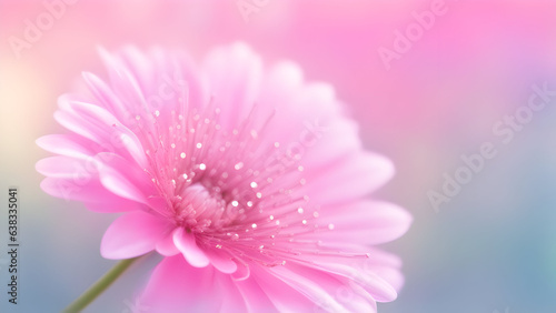 pink daisy flower background