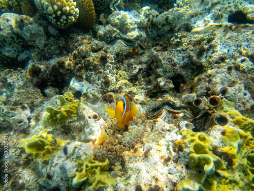 Clownfish in a coral reef of the Red Sea next to sea anemones