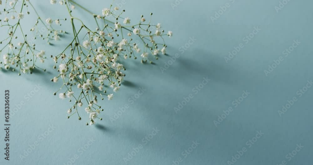 Video of multiple white flowers and copy space on blue background Video of multiple white flowers and copy space on blue background