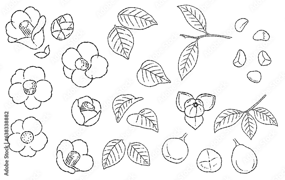 手描きの椿の線画イラスト素材
手描きの椿の線画イラスト素材