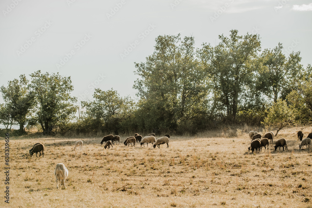 Obraz premium Mouton dans un prés au coucher du soleil