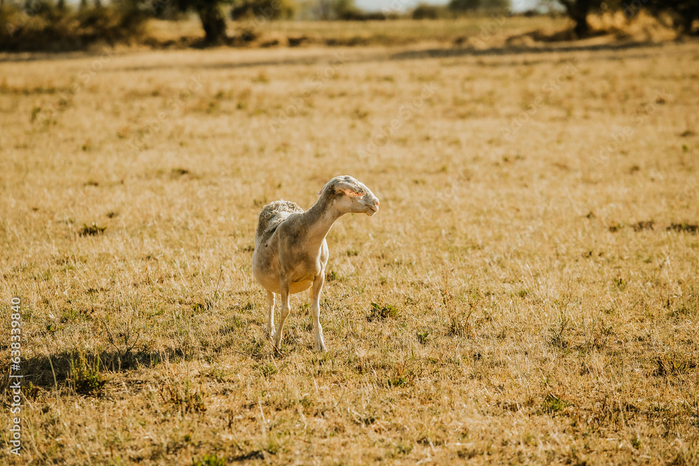 Mouton dans un prés au coucher du soleil Mouton dans un prés au coucher du soleil