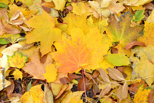 heap of yellow leaves on the ground isolated close up  