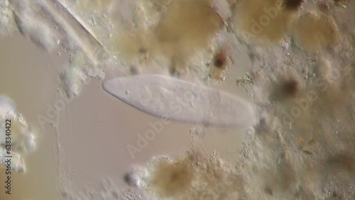 Study of protozoa and Algae under the microscope for education. photo