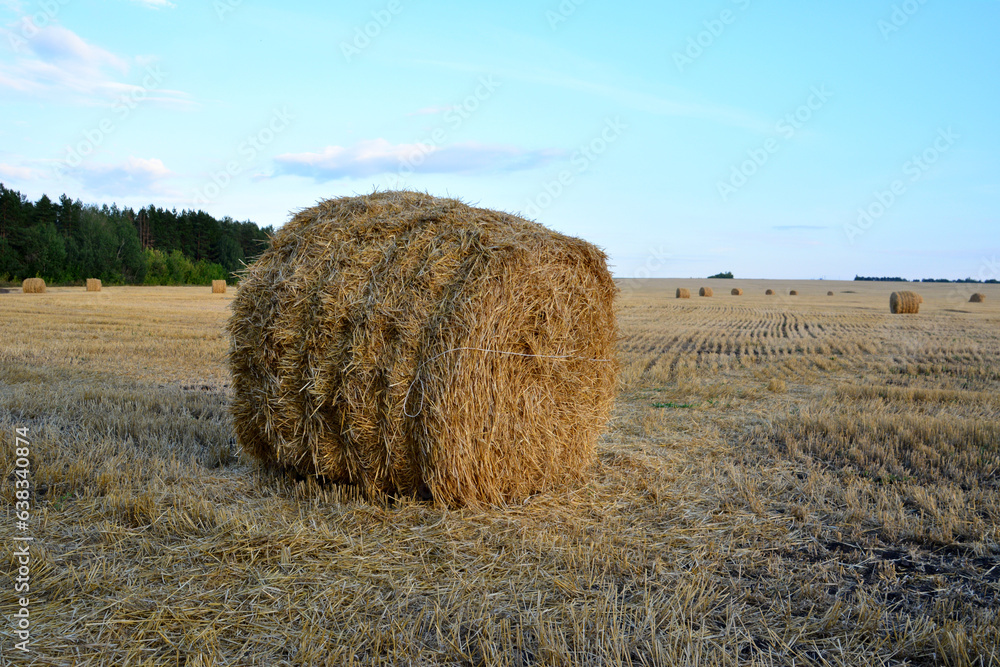 bale of hay on the empty field in the sunset with forest and blue sky on background  