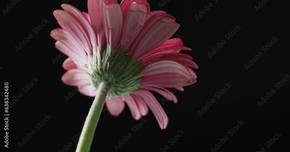 Video of pink gerbera flower with copy space on black background Video of pink gerbera flower with copy space on black background