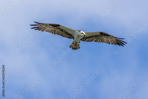 osprey in flight © Eric