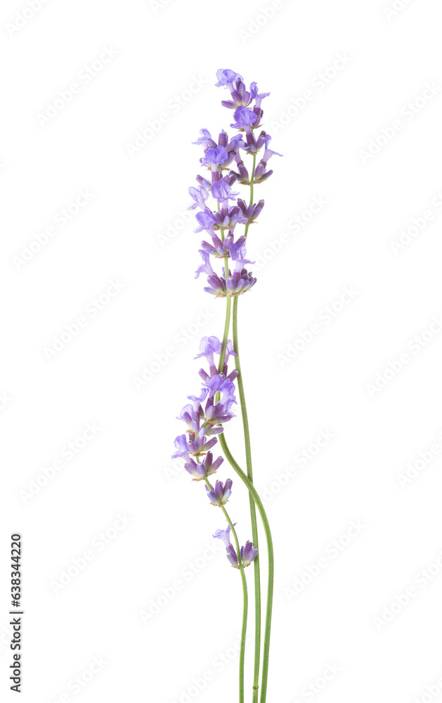 Three sprigs of Lavender isolated on white background.