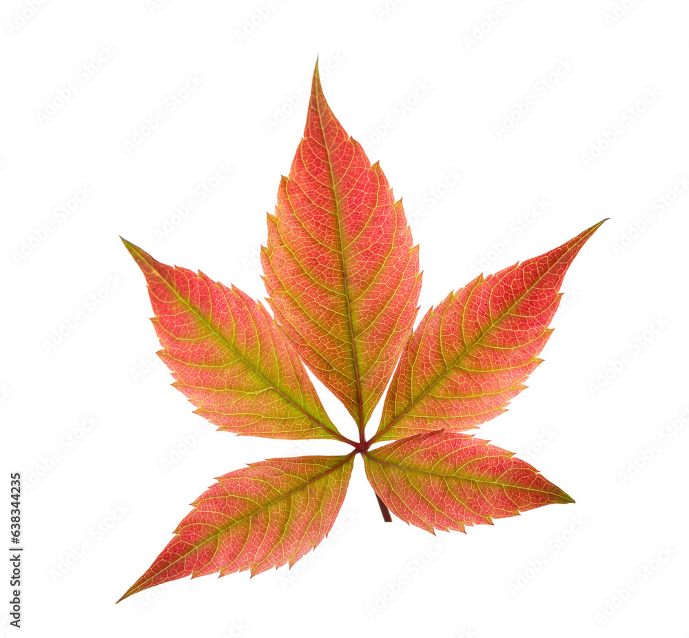Colorful autumn  leaf isolated on white background. Five-Leaved Ivy
