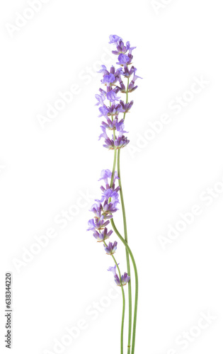 Obraz na płótnie Three sprigs of Lavender isolated on white background. w salonie