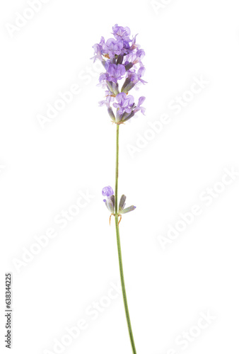 Sprig of lavender  isolated on white background.