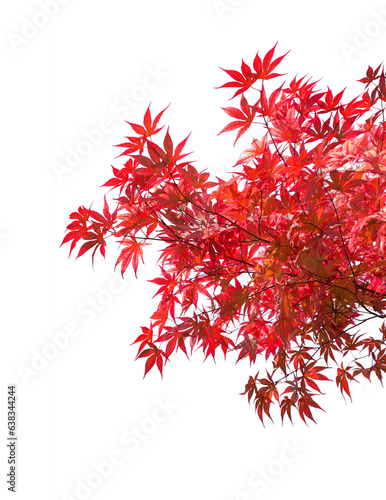 Obraz na płótnie Branches with red autumn leaves isolated on white background. Acer palmatum (Japanese maple). Selective focus. w salonie