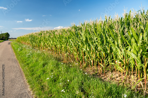 Champ de maïs en bordure d'une route de campagne. Stade floraison