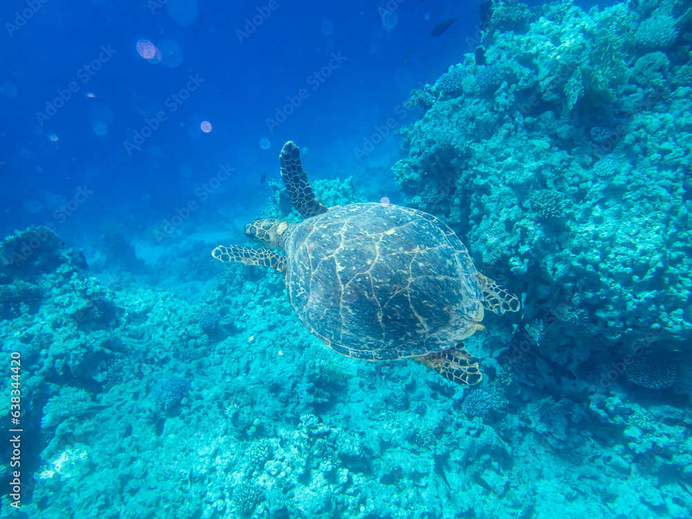 Obraz premium Sea turtle in the depths of the Red Sea next to a coral reef