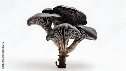 Black trumpet mushroom photo