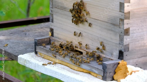 Close up and slow motion of bees entering bee hive while carrying collected pollen or nectar while other bees leaving.
