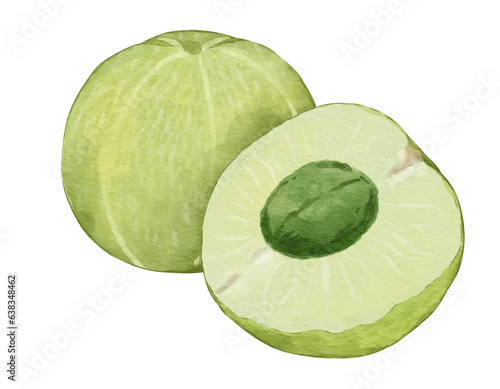 amla fruit composition  watercolor illustration isolated element
