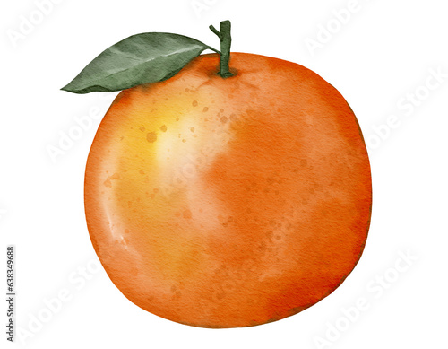 orange fruit   watercolor illustration isolated element