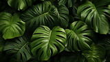 Monstera leaf plant leaf background